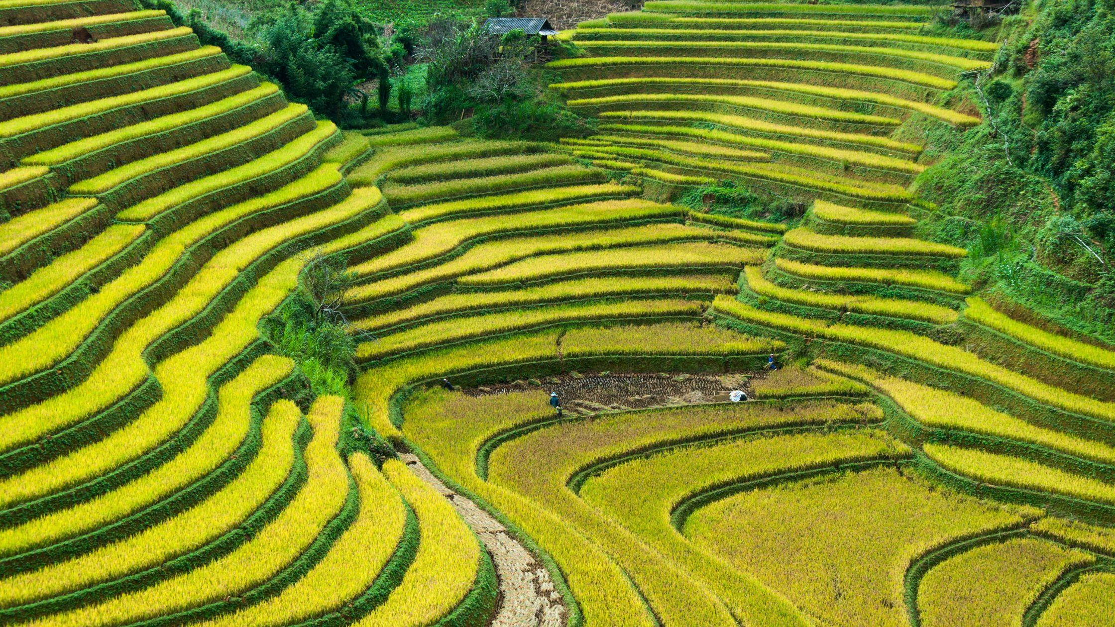 Trek Through the Terraced Fields of Sapa